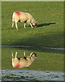 SE0556 : Sheep and reflection by the Wharfe by Derek Harper