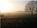 Farm in the Mist