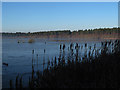 SJ5570 : Blakemere Moss with bulrushes by Stephen Craven