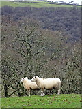 SN6779 : Sheep viewed from Pand Da Wood by John Lucas
