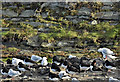 Gulls and oystercatchers, Belfast Lough (January 2017)