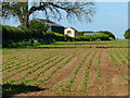 Farmland at Harston Lodge