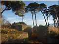 NT6378 : East Lothian Landscape : Blocks And Pines Near Hedderwick Hill by Richard West