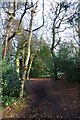 Path in the pinewoods