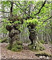 Hornbeams in Flatropers Wood