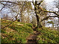 Path through wood-rushes, Cleghorn Glen