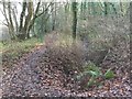 Footpath and Stream