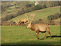 Stags at the Beacons Farm Shop near Bwlch