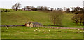 SE1086 : Field barns north of Coverham Lane by Trevor Littlewood