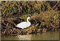 Swan on the Ancholme near Brigg