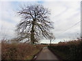 Isolated tree on Stout Road