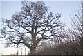 Tree by Dyke Lane, Wheathampstead