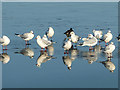 SE4202 : Gulls on a frozen lake by Graham Hogg