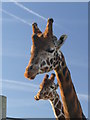 A pair of giraffes at the Yorkshire Wildlife Park