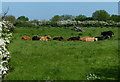 Cattle in a field next to the River Devon