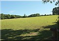 Pasture near Eastacott