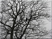 NT1977 : Winter tree with Crow by M J Richardson