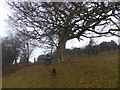 Gate below an Oak tree near Ewyas Harold