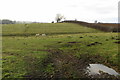 Curious sheep in a ridge and furrow field