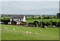 Grazing south-west of Tetchill, Shropshire