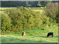 SJ3731 : Pasture near Lower Frankton, Shropshire by Roger  D Kidd
