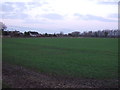 Young crop field near Leconfield