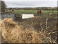 Horses in Paddock