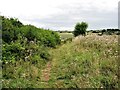 Meadowview wildlife corridor