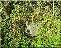 SN2912 : Laugharne - parish boundary stone hidden in hedge by welshbabe