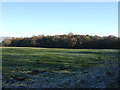 Grazing towards woodland, Timber Hill