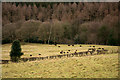 Woodland and field with sheep