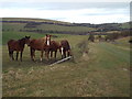 TQ2812 : Horses on the South Downs by Malc McDonald