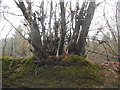 Clump of trees on Limpsfield Chart