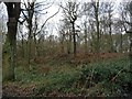 Woodland on the western edge of Houghton Common