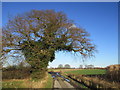 Ivy covered tree