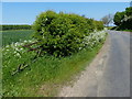 Country lane near Harlaxton Wood