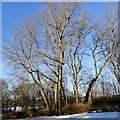 Winter trees in the park