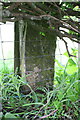 Benchmarked gatepost in hedge beside A6108 at Thorpe Under Stone