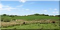 Wetland hollow surrounded by drumlins