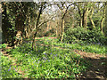 SP2766 : Bluebells in a patch of woodland by Twycross Walk, Woodloes Park, Warwick by Robin Stott