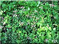 Perfoliate honeysuckle in hedge