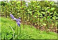 Japanese knotweed in Oaklands Park