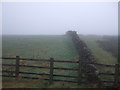 Grazing and stone wall, Draughton