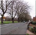 Tree-lined Aber Road, Flint