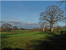 ST0911 : Fields near Umbrook Farm by Roger Cornfoot