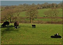 ST0911 : Black Sheep near Rull Green Farm by Roger Cornfoot