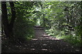 Tandridge Border Path, Boxin Wood