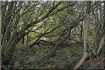 TL5258 : Woodland by Little Wilbraham River by N Chadwick