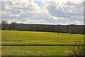 Oilseed rape