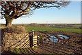 Field, Whitstone